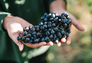 VENTURINI BALDINI, ECCELLENTI VINI EMILIANI